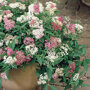 Spiraea japonica 'Genpei' in pot